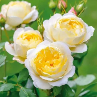 Роза на шпалере сортовая 'Floral Fashion'