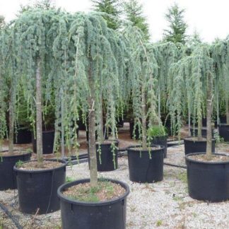 Кедр антлантический "Glauca Pendula"