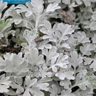 Полынь Людовика 'Silver Queen'