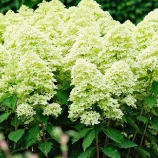 Гортензия метельчатая 'Magical Lime Sparkle'