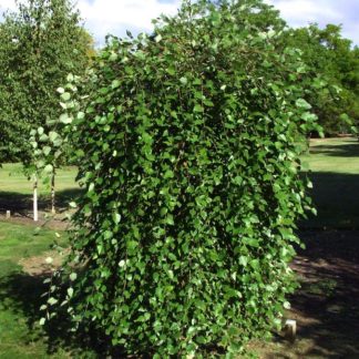 Берёза черная "Summer Cascade"
