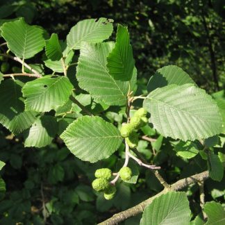 Ольха Шпета (Alnus spaethii)