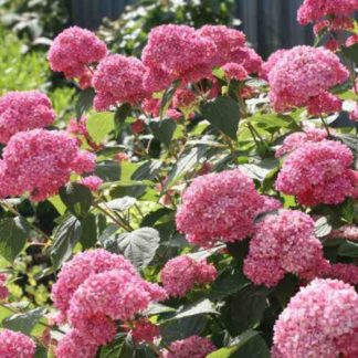 Гортензия древовидная 'Magical Pinkerbell'
