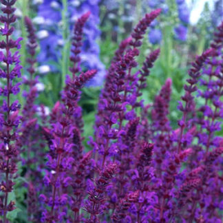Шалфей 'Violetkoenigin'