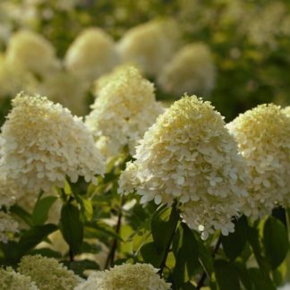 Гортензия метельчатая "Cotton Cream"
