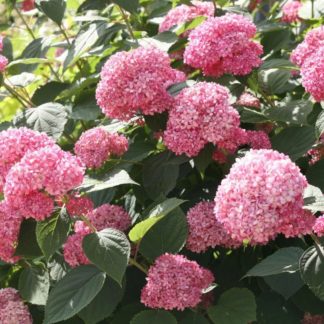 Гортензия древовидная 'Eco Pink Puff'