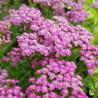 Тысячелистник парковый 'Tutti Frutti Pink Graperfruit'