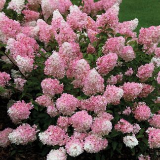 Гортензия метельчатая 'Vanille Fraise'