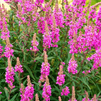 Дербенник 'Morden Pink'