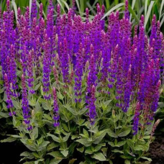 Шалфей "Violetkonigin"