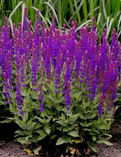 Шалфей "Violetkonigin"