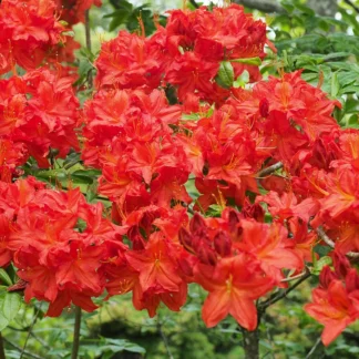 Азалия желтая "Hotspur Red"