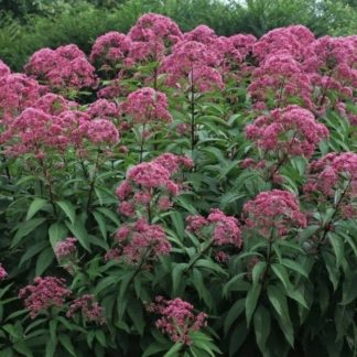 Посконник гибридный "Atropurpureum"
