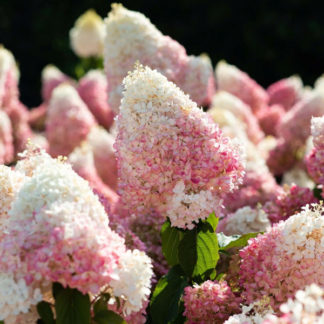 Гортензия метельчатая "Strawberry Blossom"