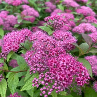 Спирея японская "Froebelii"