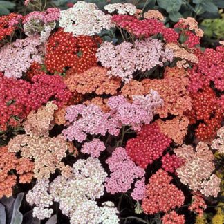 Тысячелистник парковый "Summer Berries"