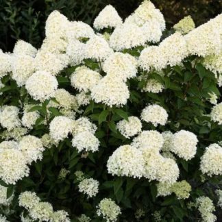 Гортензия метельчатая 'Cotton Cream'