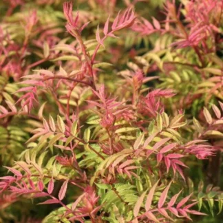 Рябинник рябинолистный "Pink Hopi"