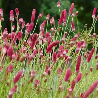 Кровохлебка 'Pink Tanna'