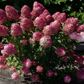 Гортензия метельчатая 'Pink and Rose'