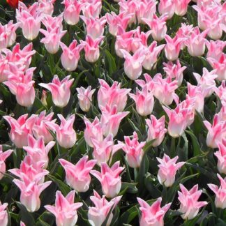 Композиция из Тюльпанов Holland