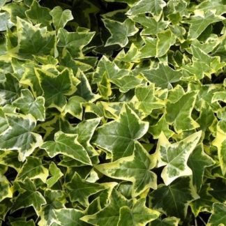 Плющ обыкновенный 'Variegata'