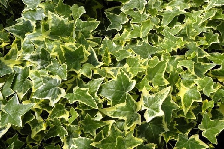 Плющ обыкновенный 'Variegata'