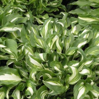 Хоста 'Mediovariegata'