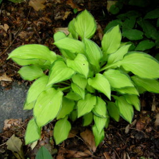 Хоста "Green with Envy"