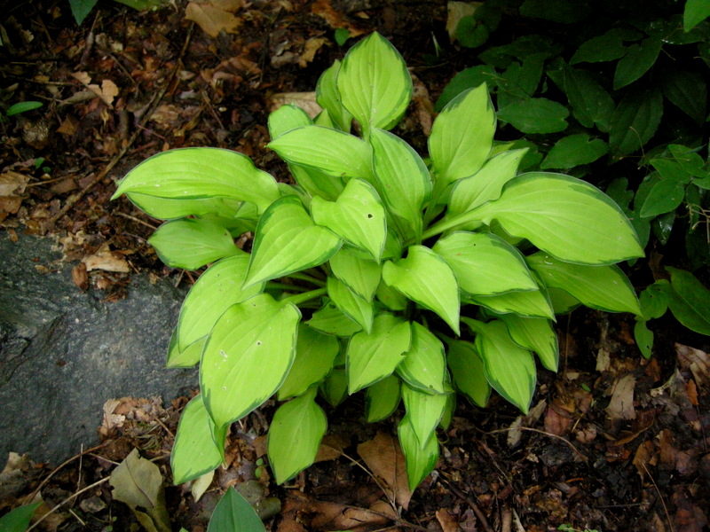 Хоста "Green with Envy"