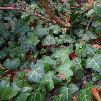 Плющ Hedera 'Helix'