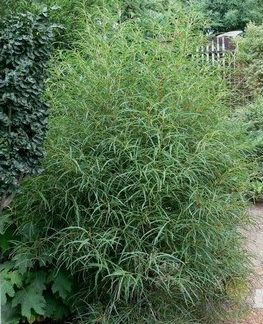 Жимолость шапочная "Moss Green"