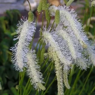 Кровохлебка тонколистная "Albiflora"