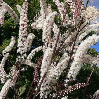 Клопогон ветвистый 'Atropurpurea'