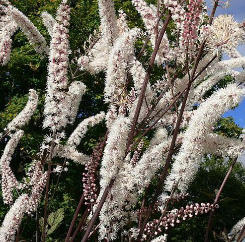 Клопогон ветвистый 'Atropurpurea'