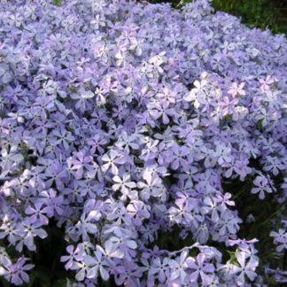 Флокс растопыренный "Clouds of Perfume"