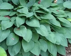 Хоста "Hyacintina"