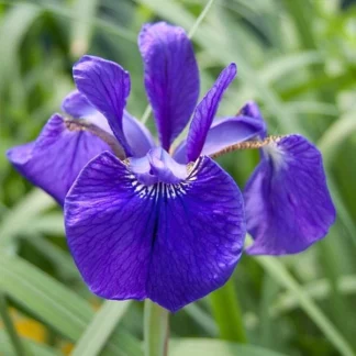 Ирис сибирский 'Blue King'