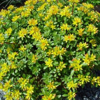 Очиток видный "Green Yellow"