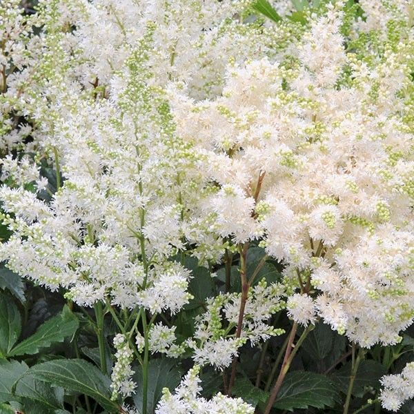 Астильба Арендса 'Astary White'