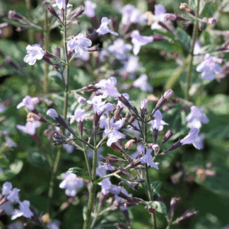Душевик котовниковый 'Marvelette Blue'