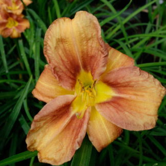 Лилейник 'Every Daylily Bronze'