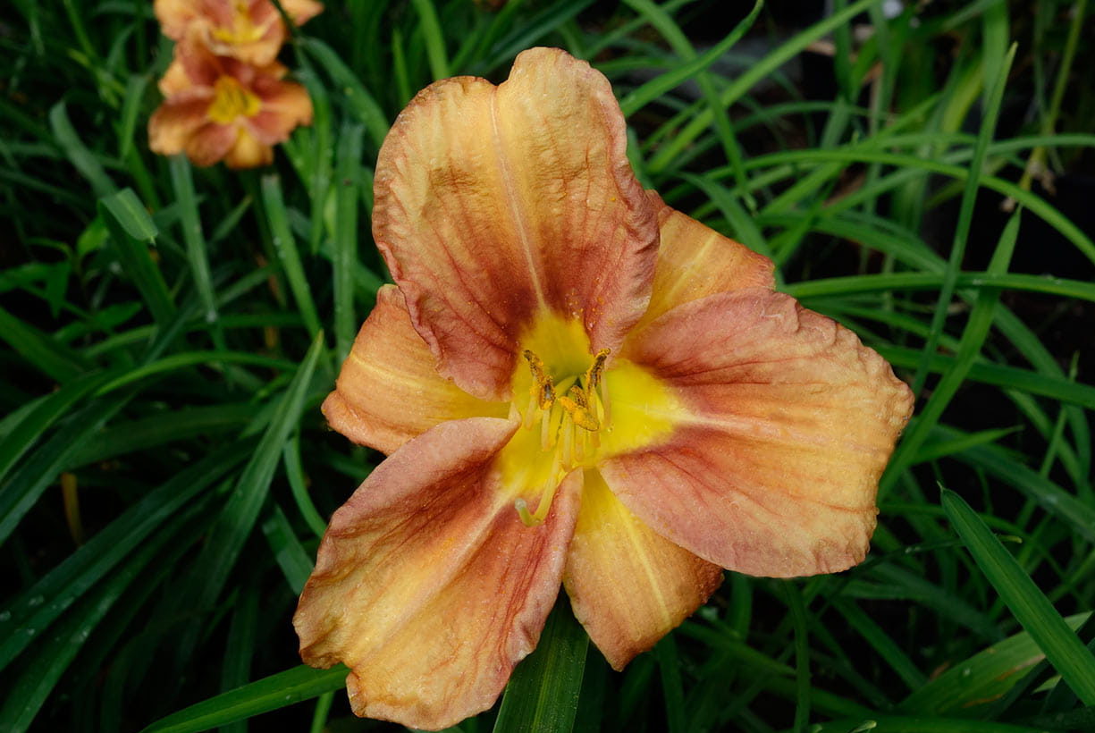 Лилейник 'Every Daylily Bronze'