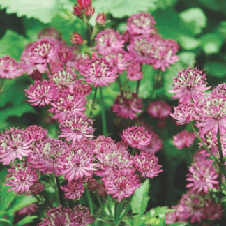 Астранция большая 'Rosensinfonie'