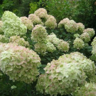 Гортензия метельчатая 'Summer Breeze'