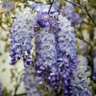 Глициния китайская 'Blue Sapphire'
