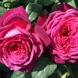 Роза премиум-класса 'J.W. Goethe Rose'