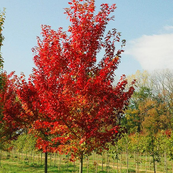 Клен красный 'Autumn Flame'