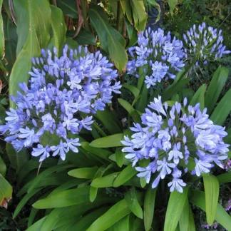 Агапантус зонтичный 'Blue Giant'