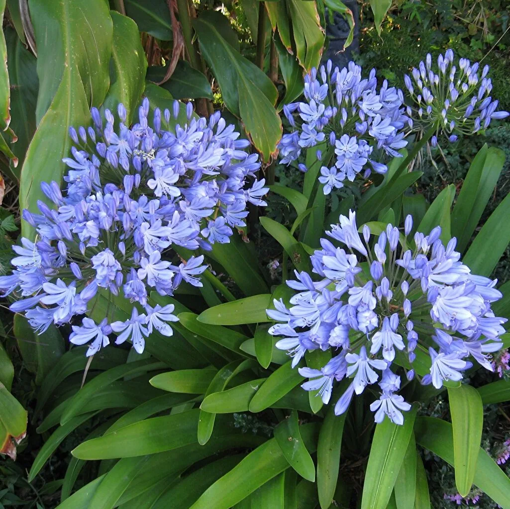 Агапантус зонтичный 'Blue Giant'